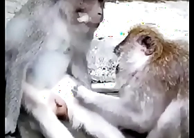 Monkey funny