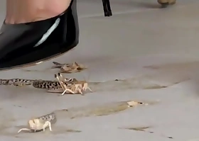 Sexy Alisa crushing locust with her black high heels.