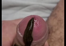 Leech